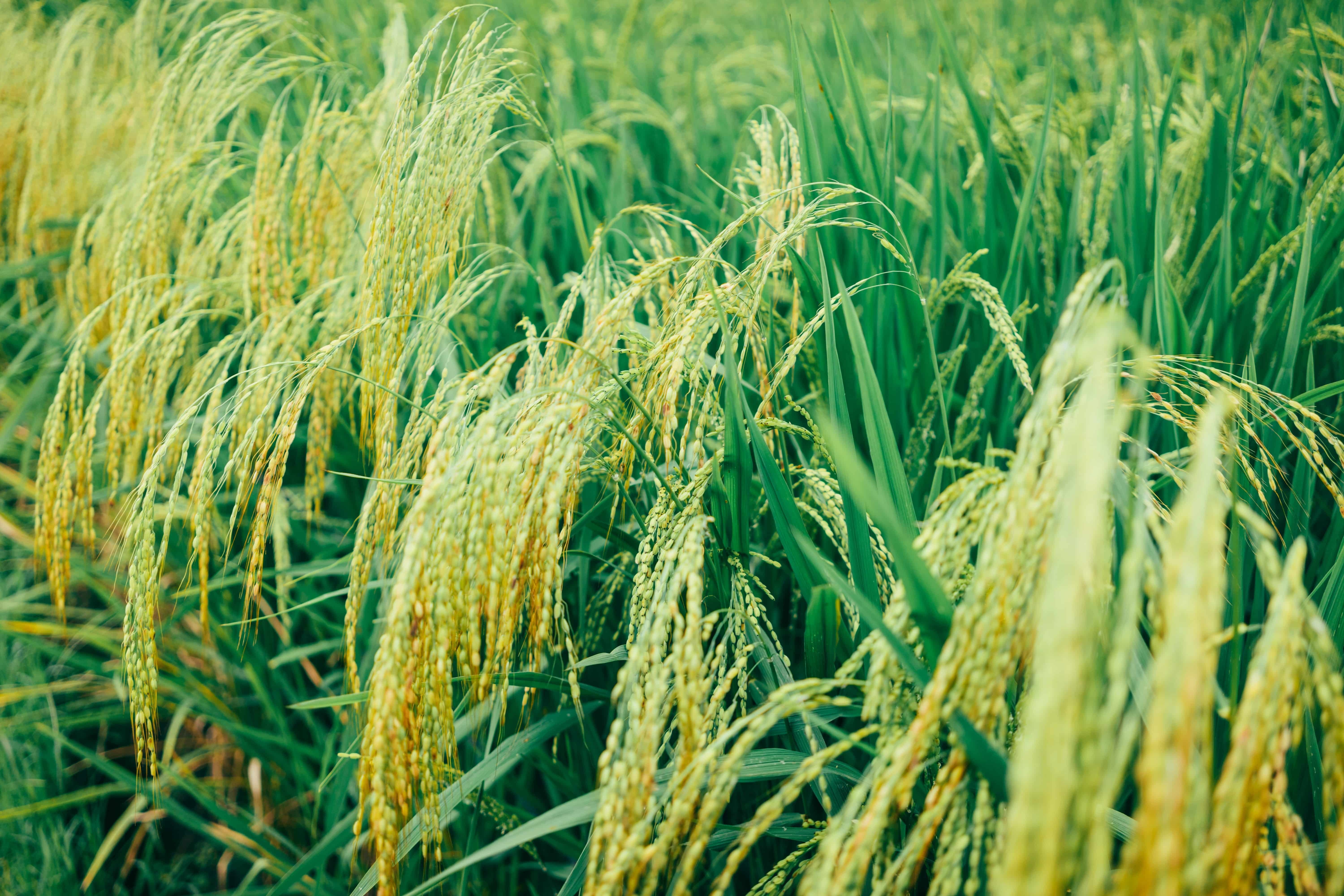 close-up-photo-of-rice-plains-2589457s